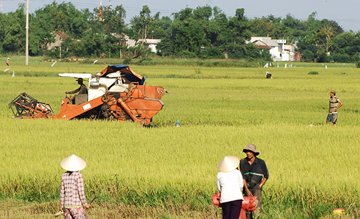 Không để lúa gạo giảm giá mới mua